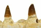 Fossil Mosasaur (Halisaurus) Jaw Section with Teeth - Morocco #345192-3
